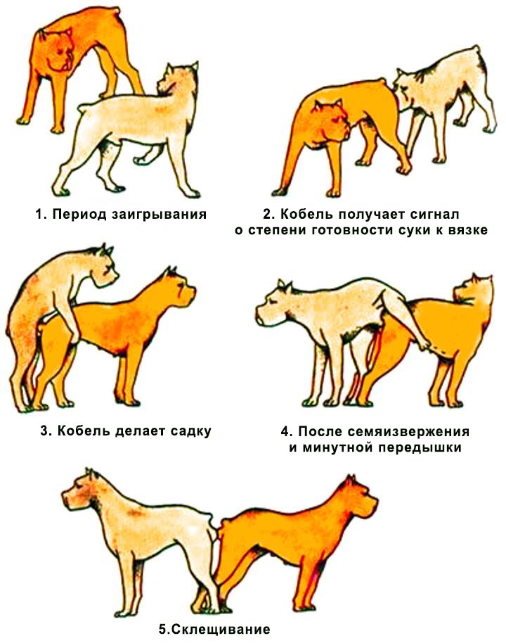 Процесс вязки собак