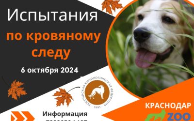 ИСПЫТАНИЯ ПО КРОВЯНОМУ СЛЕДУ 6.10.2024 В КРАСНОДАРЕ